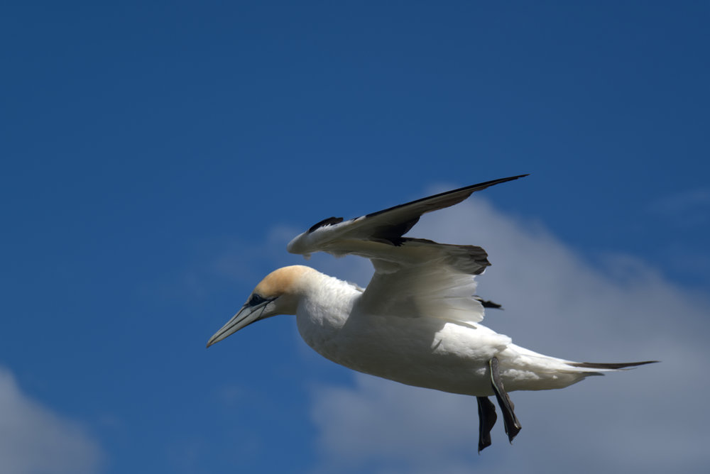 Undercarriage down for landing